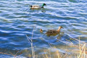 a pair of ducks with chicken are floating on Danube river photo
