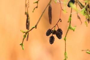 Cerca de conos de aliso alnus glutinosa foto