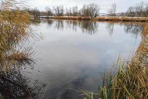 paisaje idílico y pantano en reserva natural en invierno foto