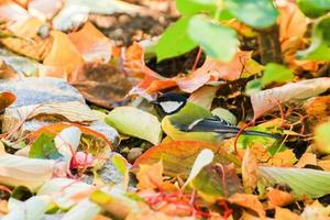 robin bird on autumn tree leaves in the park photo