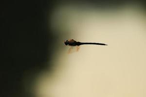 A wandering glider dragonfly in flight near the water photo