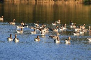 patos salvajes en el lago cerca del río Danubio en Alemania foto