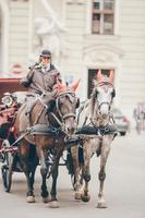 entrenador de caballos tradicional fiaker en Viena, Austria foto