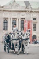 entrenador de caballos tradicional fiaker en Viena, Austria foto