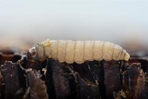 The greater wax moth Galleria mellonella photo