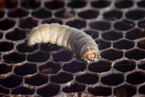 The greater wax moth Galleria mellonella photo