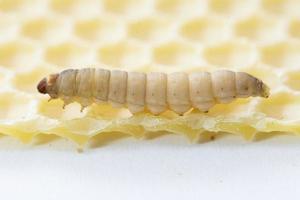 The greater wax moth Galleria mellonella photo