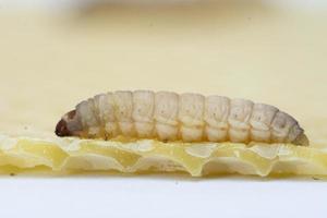 The greater wax moth Galleria mellonella photo