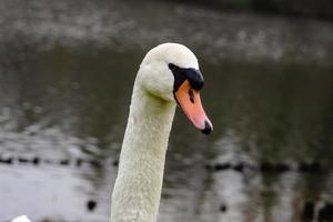 Close-up portrait of a Beautiful mute Swan swimming in the river photo