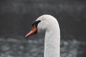 Close-up portrait of a Beautiful mute Swan swimming in the river photo