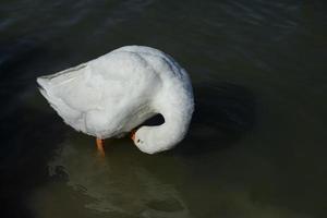 White goose stands in water. Goose washable. Animal in countryside. photo
