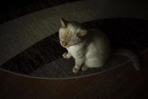 Cat on carpet. Cat at home. Pet in apartment. White wool and carpet. photo