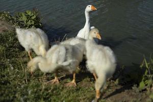 Geese in nature. Water birds. Poultry farm details. Life in countryside. photo