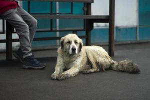 perro callejero yace en la parada de autobús. mascota perdida en la ciudad. foto