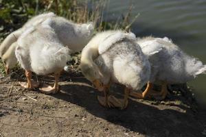 Family of geese on farm. Water birds. White geese on pond. Waterfowl. photo