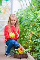 Little girl collecting crop cucumbers and tomatos in greenhouse. Portrait of kid with big sweet green peper in hands. Time to harvest. photo