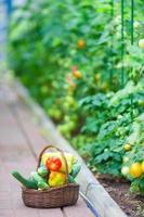cesta de primer plano de vegetación y vagetables en el invernadero. tiempo de cosechar. foto