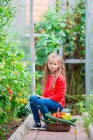 Little girl collecting crop cucumbers and tomatos in greenhouse. Portrait of kid with big busket full of vegetables in hands. Time to harvest. photo
