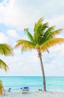 Idyllic tropical beach with white sand, turquoise ocean water and big palm trees photo