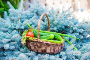 Large basket full of harvested cucumbers and tomatoes on green fir-tree photo