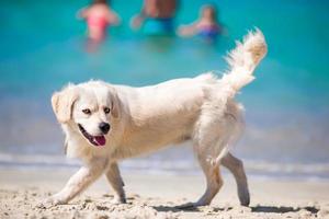 Beautiful golden retriever playing in shallow water on the beach photo