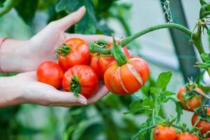 cerrar la recolección de pepinos y tomates en invernadero foto