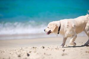 Beautiful golden retriever playing in waves of the sea at a sunny day photo