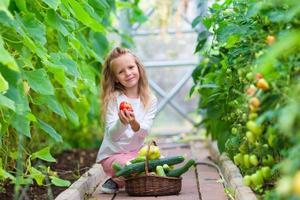 Little girl collecting crop cucumbers and tomatos in greenhouse. Time to harvest. photo