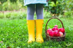 primer plano de una canasta con manzanas rojas y botas de goma en una niña foto