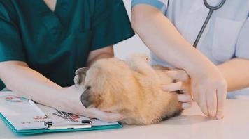 verificando a respiração. veterinário masculino em uniforme de trabalho, ouvindo a respiração de um cachorro pequeno com um estetoscópio na clínica veterinária. conceito de cuidados com animais de estimação video