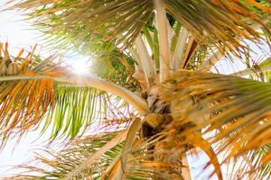 Palm trees on white sand beach. Playa Sirena. Cayo Largo. Cuba. photo