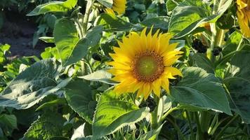 bloeiend jong mooi zonnebloem in de veld- detailopname Aan een zonnig dag in zomer. video