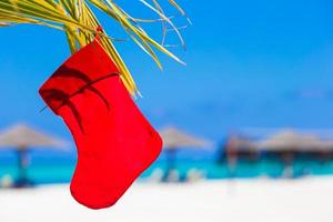 Red Santa hat and Christmas stocking between palm trees photo