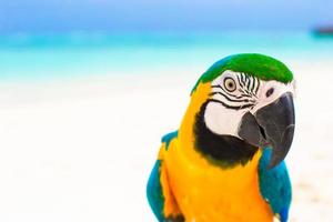 Cute colorful parrot on tropical white sandy beach on Maldives photo