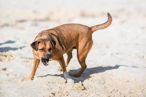A dog barking at a small crab on the beach photo