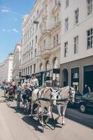 Traditional horse coach Fiaker in Vienna Austria photo