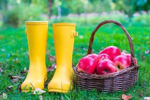 Closeup of yellow rubber boots and basket with red apples in the garden photo