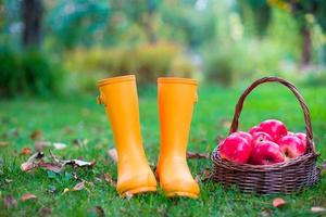 primer plano de botas de goma amarillas y cesta con manzanas rojas en el jardín foto
