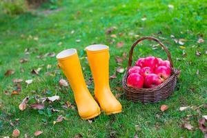 primer plano de botas de goma amarillas y cesta con manzanas rojas en el jardín foto