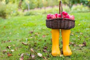 Straw basket with red apples on yellow rubber boots at the grass photo