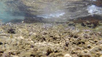 Snorkeling en sicilia mar mediterráneo foto