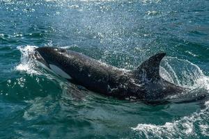 orca viniendo a ti en el mar de cortez mexico foto