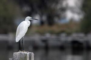 white egret portrait on silver water background photo