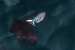 calamar sepia bajo el agua por la noche mientras se entinta foto