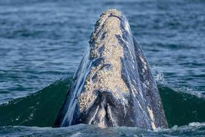 grey whale while hopping spying outside the sea photo