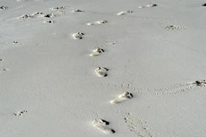 huellas humanas en la arena de una playa tropical foto