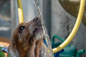 Thirsty Dog puppy cocker spaniel drinking photo