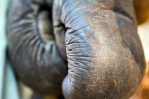 Old boxing gloves detail close up photo
