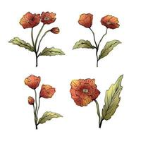 conjunto de flores de amapola en gráficos de dibujo a mano de acuarela 02 vector