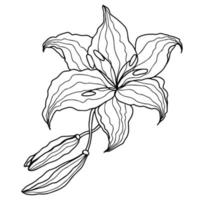 Lilly hand drawn flower vector